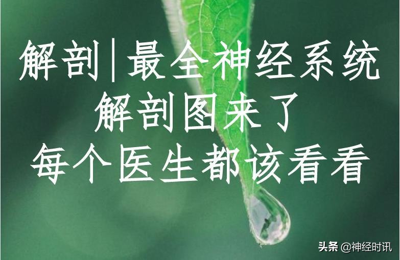 ​神经系统的组成 最全神经系统解剖图来了