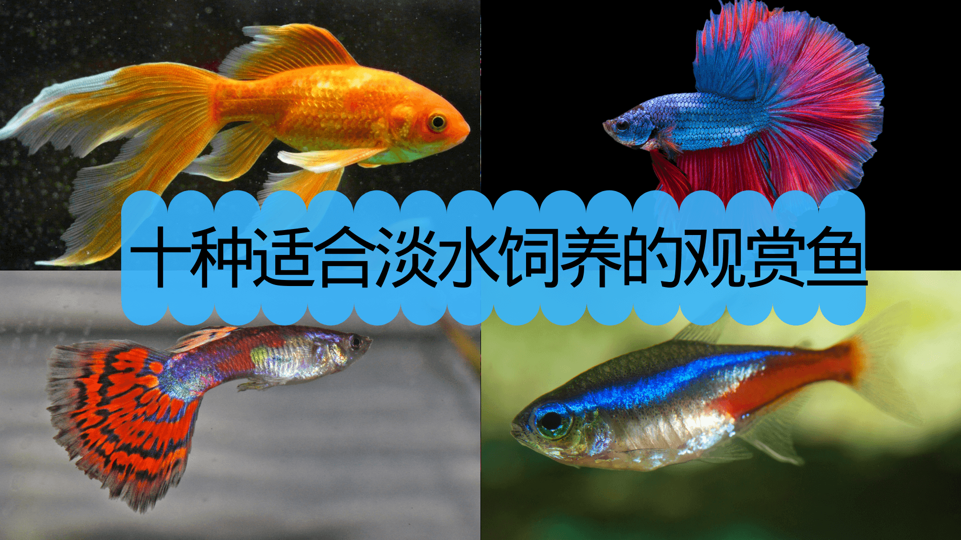 淡水观赏鱼种类有哪些——十种适合淡水饲养的观赏鱼