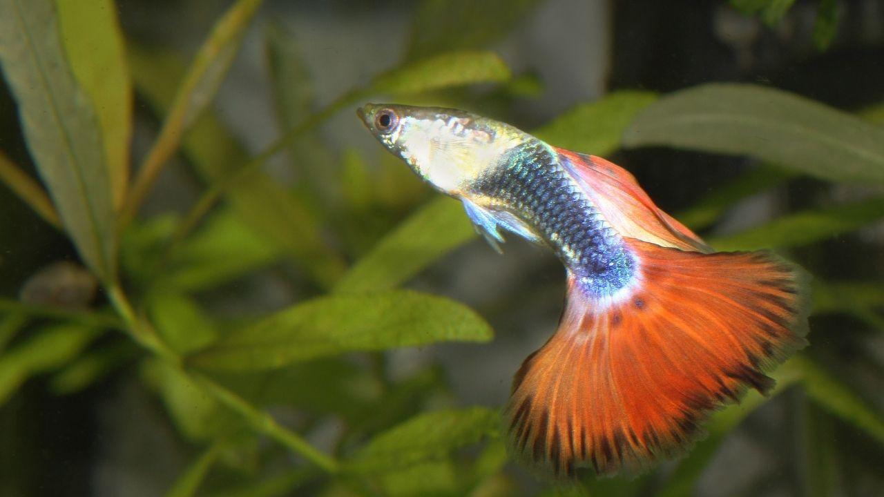 淡水观赏鱼种类有哪些——十种适合淡水饲养的观赏鱼