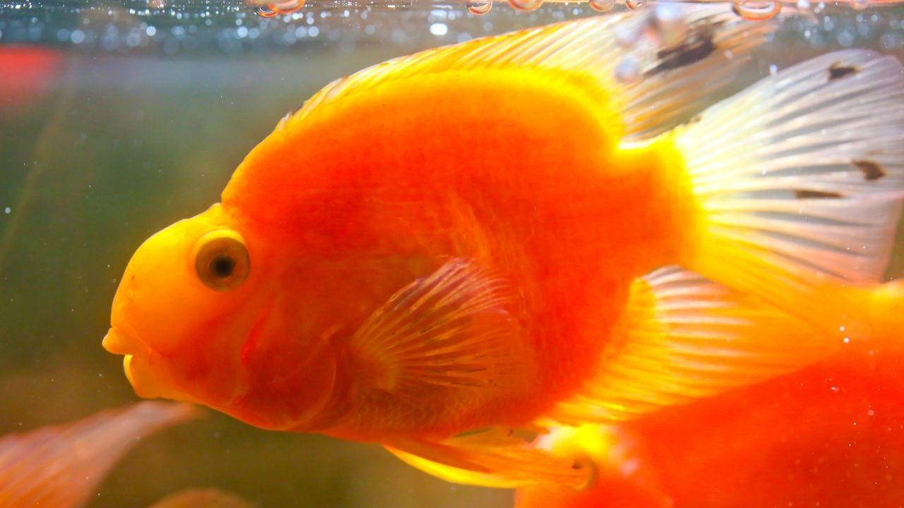 淡水观赏鱼种类有哪些——十种适合淡水饲养的观赏鱼