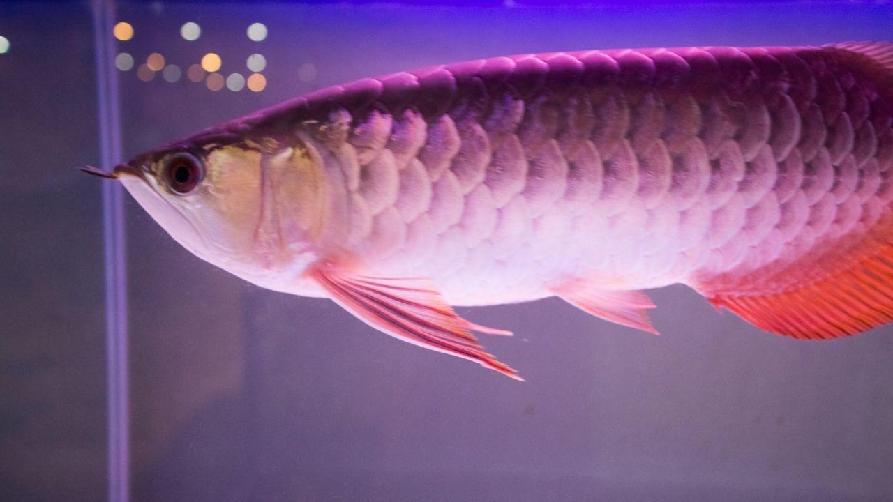 淡水观赏鱼种类有哪些——十种适合淡水饲养的观赏鱼