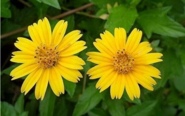 百菊争艳，就养菊之精品蟛蜞菊，宛如旭日东升金光四射，花开满盆