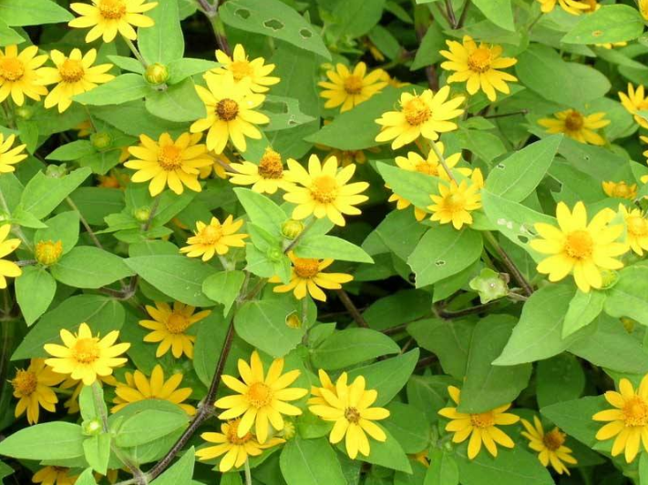 百菊争艳,就养菊之精品蟛蜞菊,宛如旭日东升金光四射,花开满盆