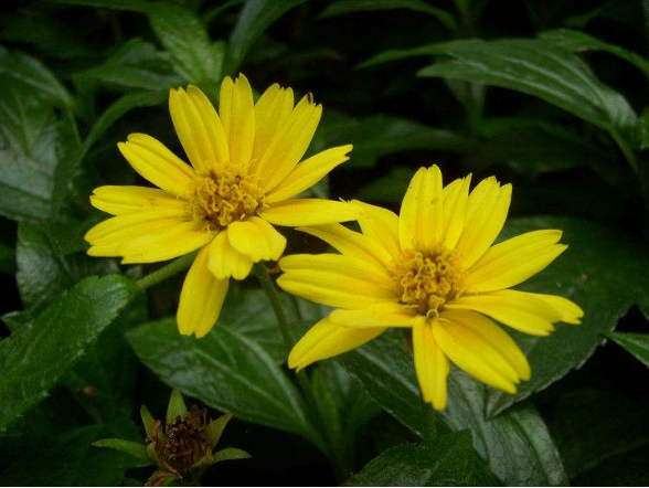 百菊争艳,就养菊之精品蟛蜞菊,宛如旭日东升金光四射,花开满盆