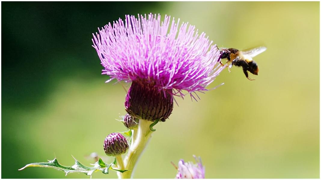 天然草本药物——水飞蓟