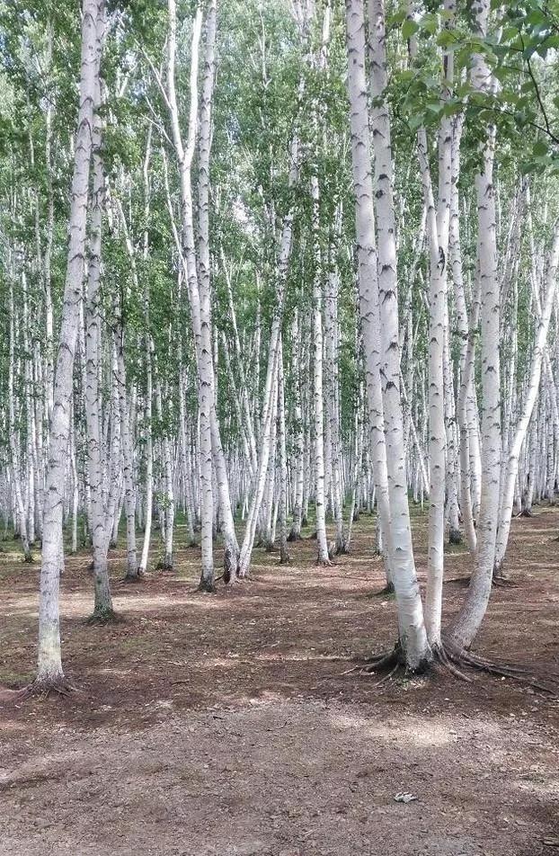 林中少女—白桦树