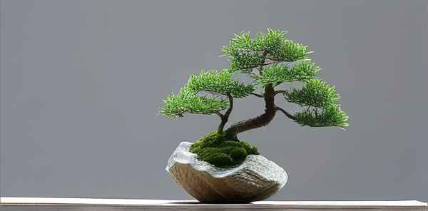 十大风水吉利盆景树(图1)