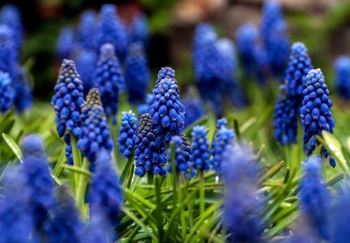 ​风信子对家居环境的影响-风信子的风水学应用