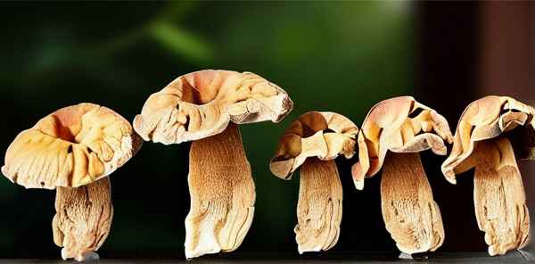 干香菇十大禁忌是什么呢