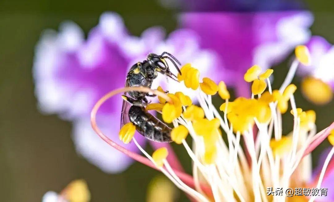 《诗经·采薇》?节选原文及翻译:真的是“莫知我哀”!