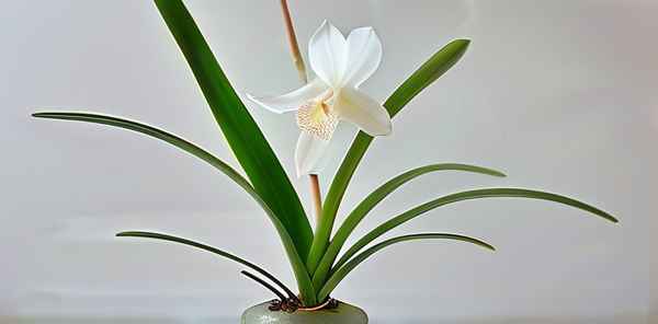 春兰十大白素是什么品种(图1)