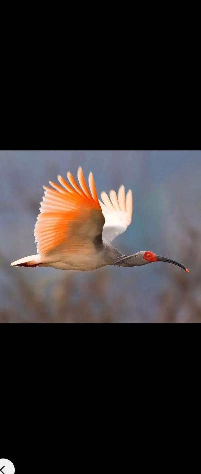 ​朱鹮怎么读？朱鹮怎么读英文