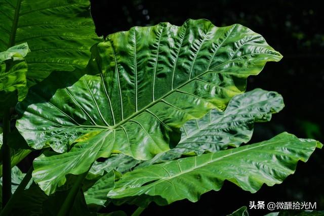 滴水观音又名海芋，有毒，花语和象征的寓意是什么？可以在室内养吗？