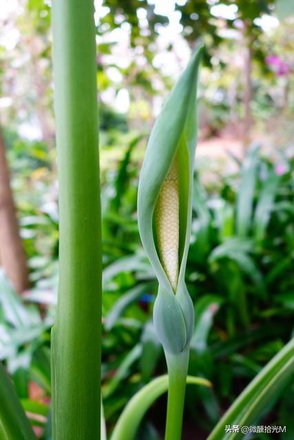 滴水观音又名海芋,有毒,花语和象征的寓意是什么?可以在室内养吗?