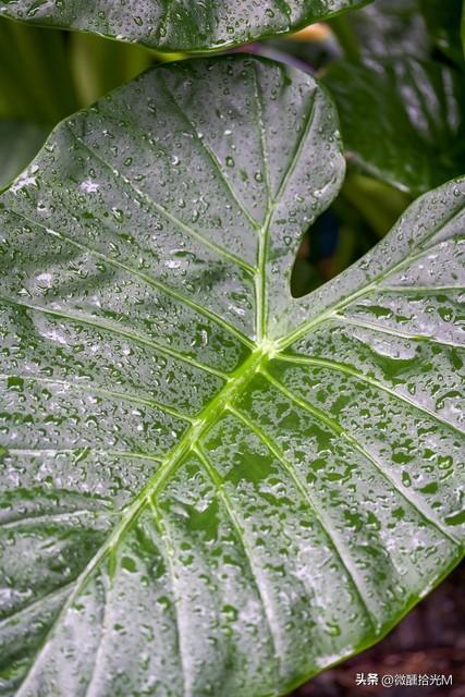 滴水观音又名海芋,有毒,花语和象征的寓意是什么?可以在室内养吗?