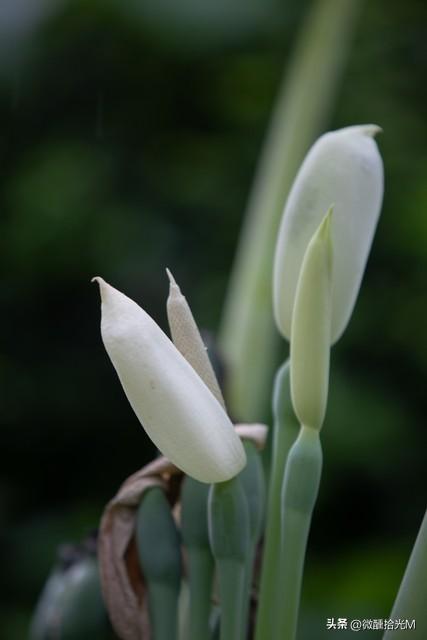 滴水观音又名海芋,有毒,花语和象征的寓意是什么?可以在室内养吗?