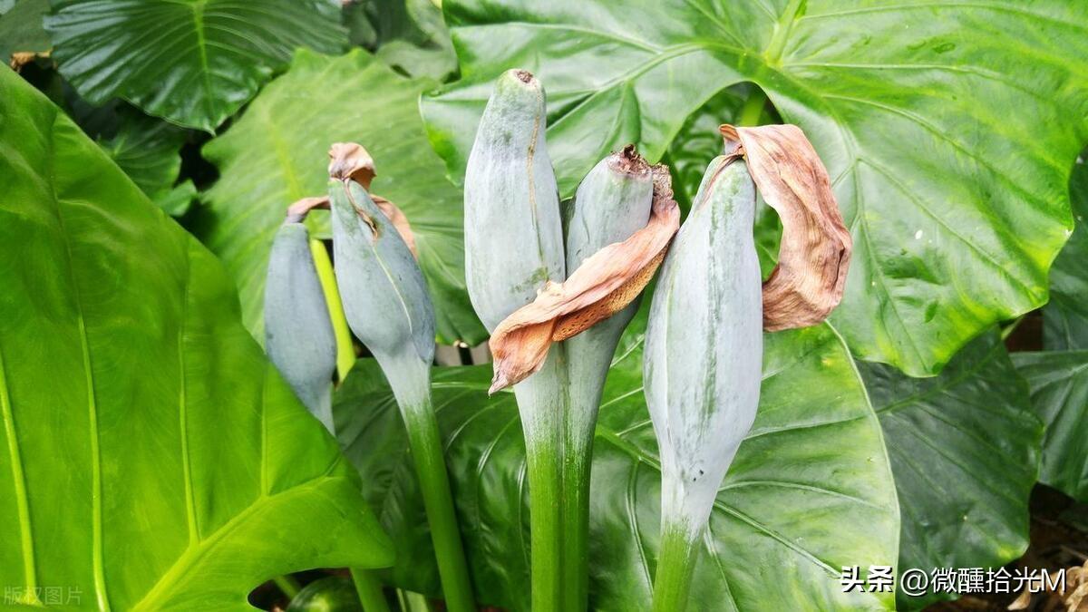 滴水观音又名海芋,有毒,花语和象征的寓意是什么?可以在室内养吗?