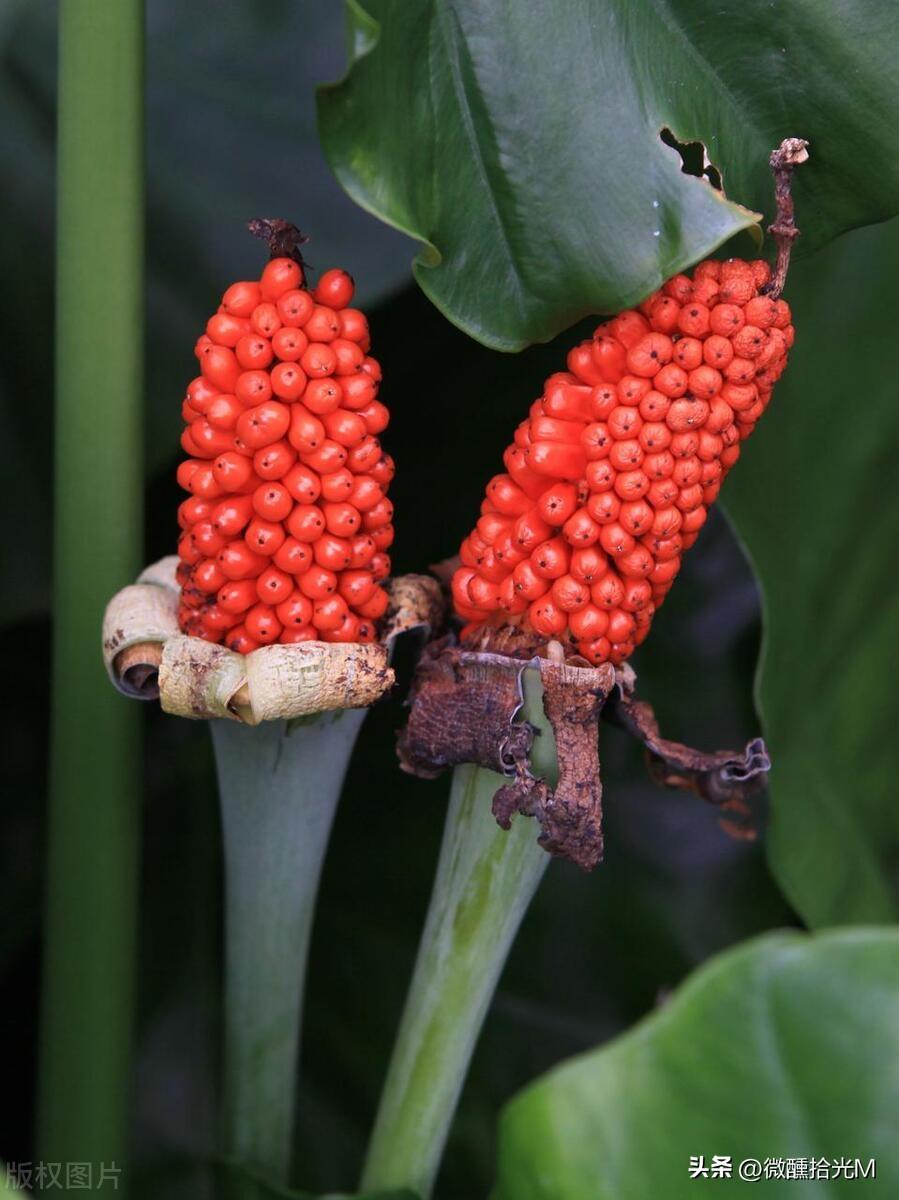 滴水观音又名海芋,有毒,花语和象征的寓意是什么?可以在室内养吗?