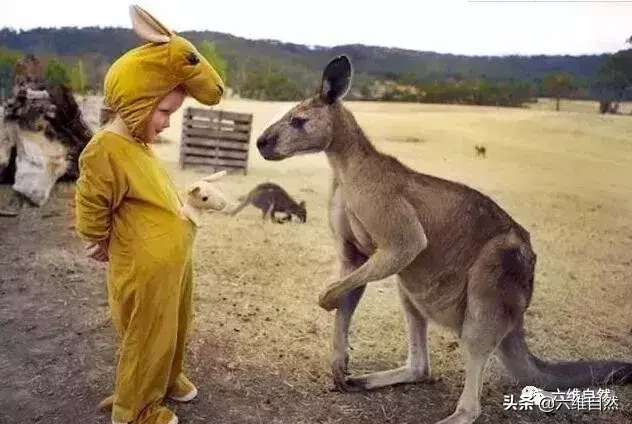 澳洲袋鼠成功入侵新西兰，袋鼠灾已成一大隐患，让人咬牙切齿