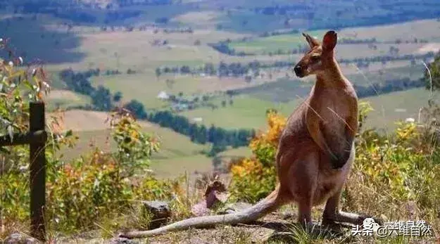澳洲袋鼠成功入侵新西兰,袋鼠灾已成一大隐患,让人咬牙切齿