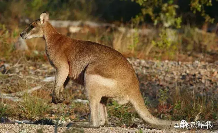 澳洲袋鼠成功入侵新西兰,袋鼠灾已成一大隐患,让人咬牙切齿