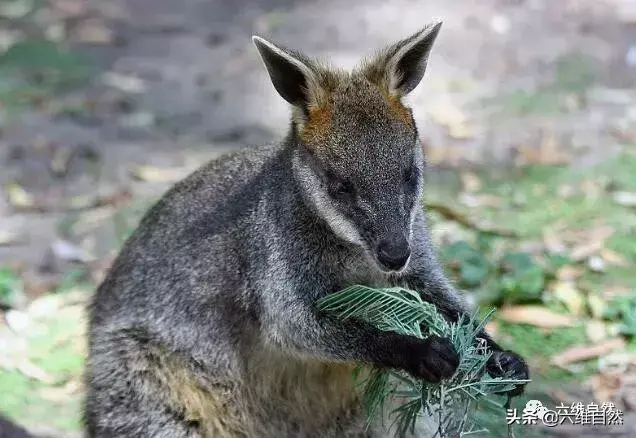 澳洲袋鼠成功入侵新西兰,袋鼠灾已成一大隐患,让人咬牙切齿