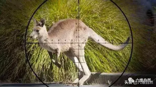 澳洲袋鼠成功入侵新西兰,袋鼠灾已成一大隐患,让人咬牙切齿