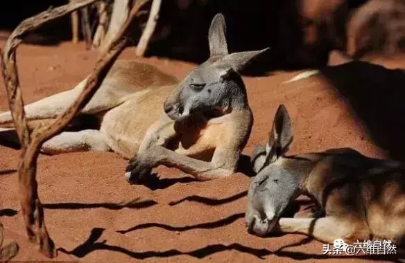 澳洲袋鼠成功入侵新西兰,袋鼠灾已成一大隐患,让人咬牙切齿