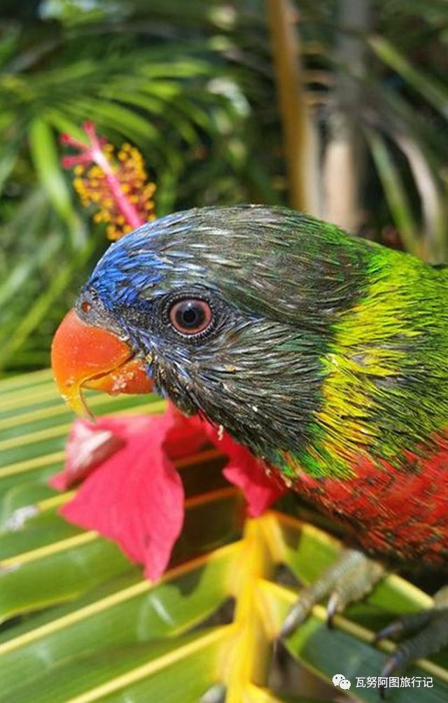 瓦努阿图维拉港14件要做的事