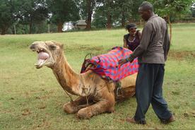 肯尼亚讲什么语言？ 非洲肯尼亚生活工作经历分享？关于肯尼亚的见面问语