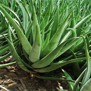 美国库拉索芦荟的种植方法以及美容功效