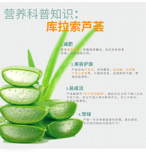 美国库拉索芦荟的种植方法以及美容功效