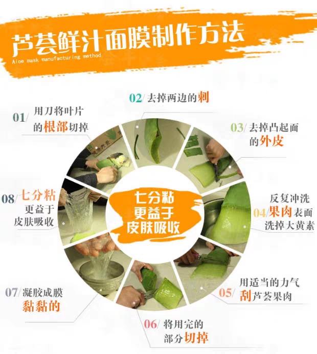 美国库拉索芦荟的种植方法以及美容功效