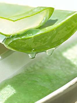 美国库拉索芦荟的种植方法以及美容功效