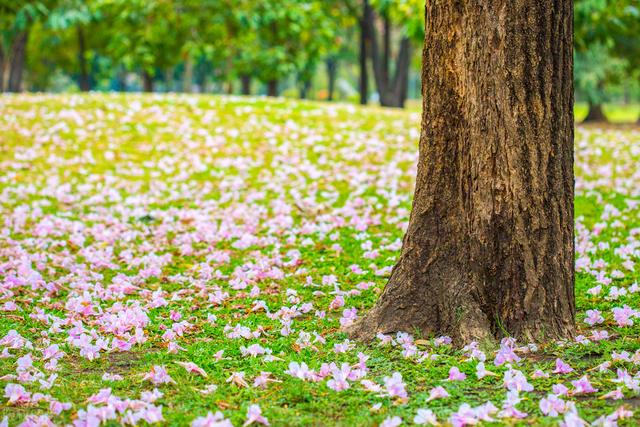两句三年得一吟双泪流出自哪里?贾岛二句三年得
