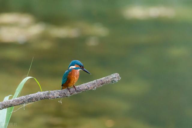两句三年得一吟双泪流出自哪里?贾岛二句三年得