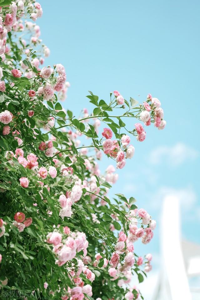 两句三年得一吟双泪流出自哪里?贾岛二句三年得