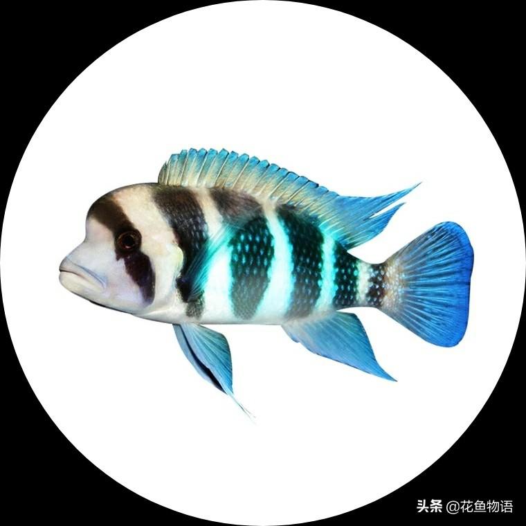 让我们来了解布隆迪六间鱼的美