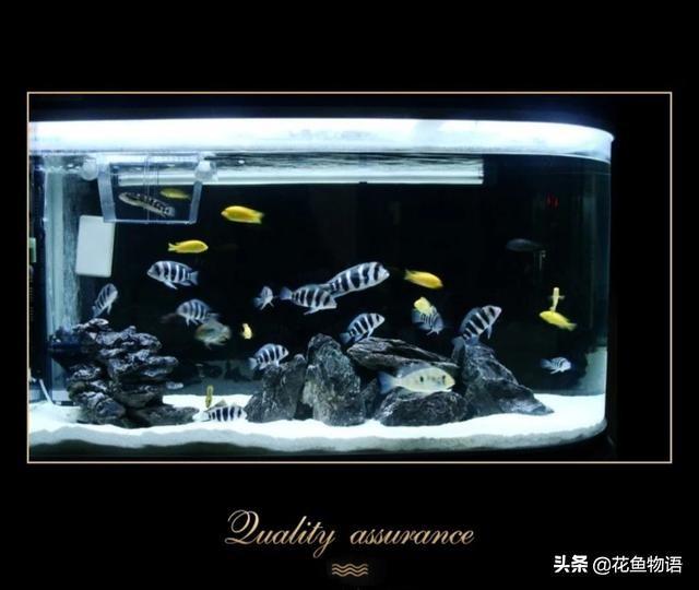 让我们来了解布隆迪六间鱼的美