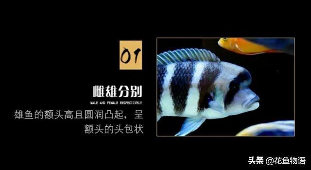 让我们来了解布隆迪六间鱼的美