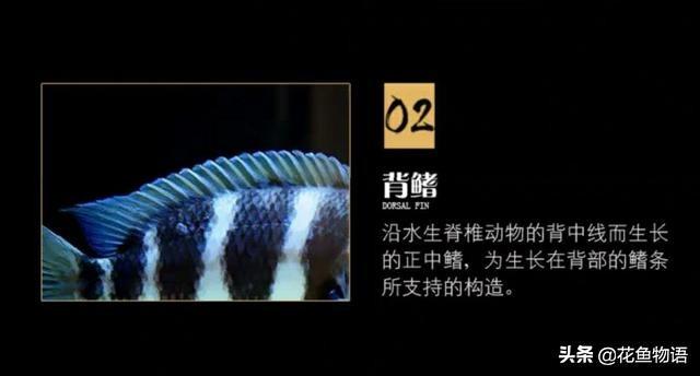 让我们来了解布隆迪六间鱼的美