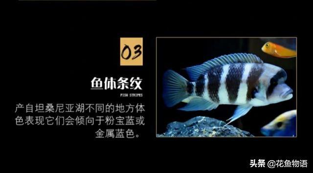 让我们来了解布隆迪六间鱼的美