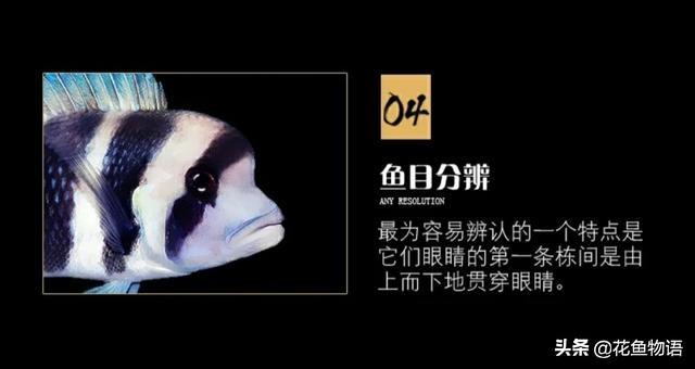 让我们来了解布隆迪六间鱼的美