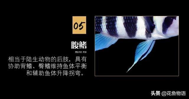 让我们来了解布隆迪六间鱼的美