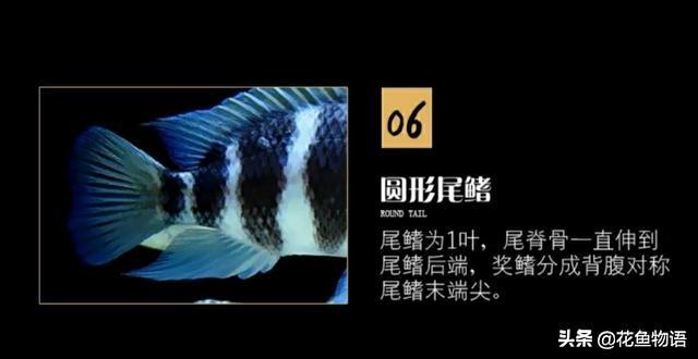 让我们来了解布隆迪六间鱼的美