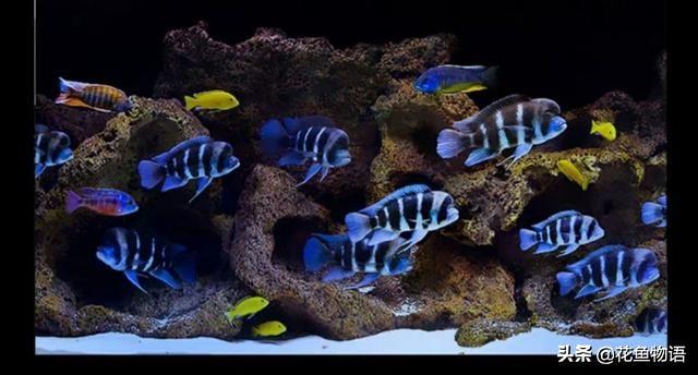 让我们来了解布隆迪六间鱼的美