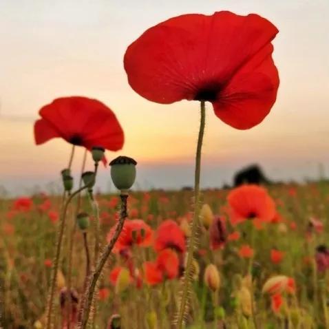 比利时在哪 —你所不知道的国家冷知识