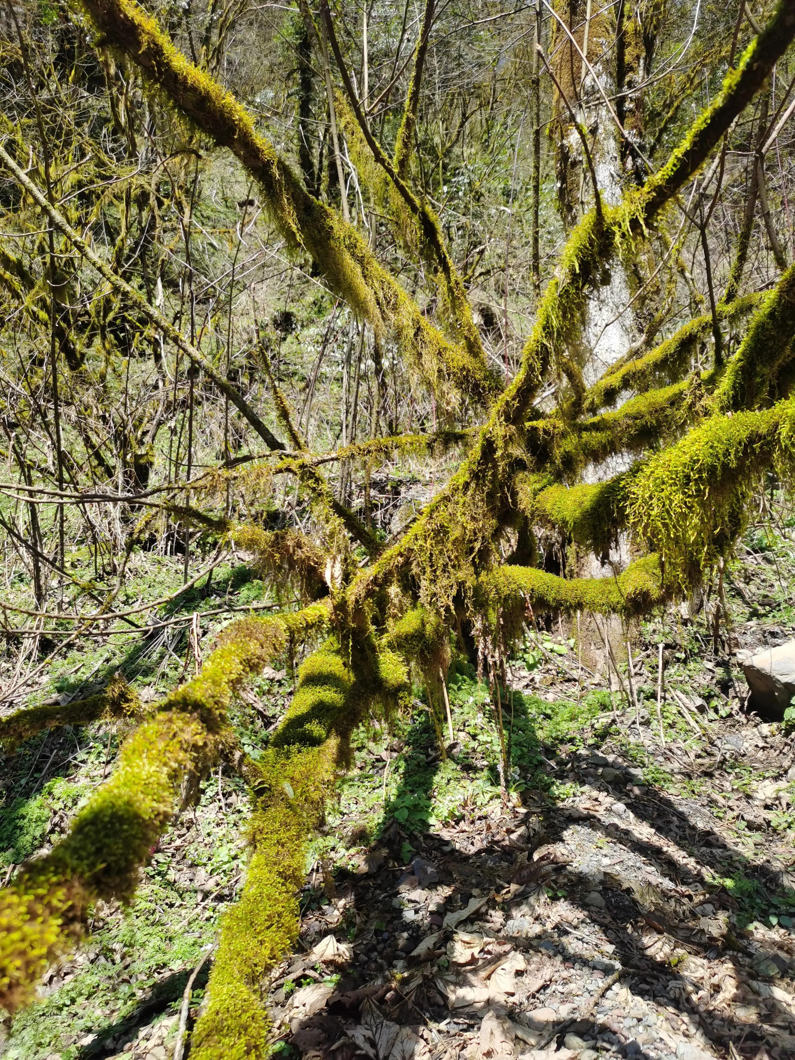 中国的百慕大,世界的黑竹沟