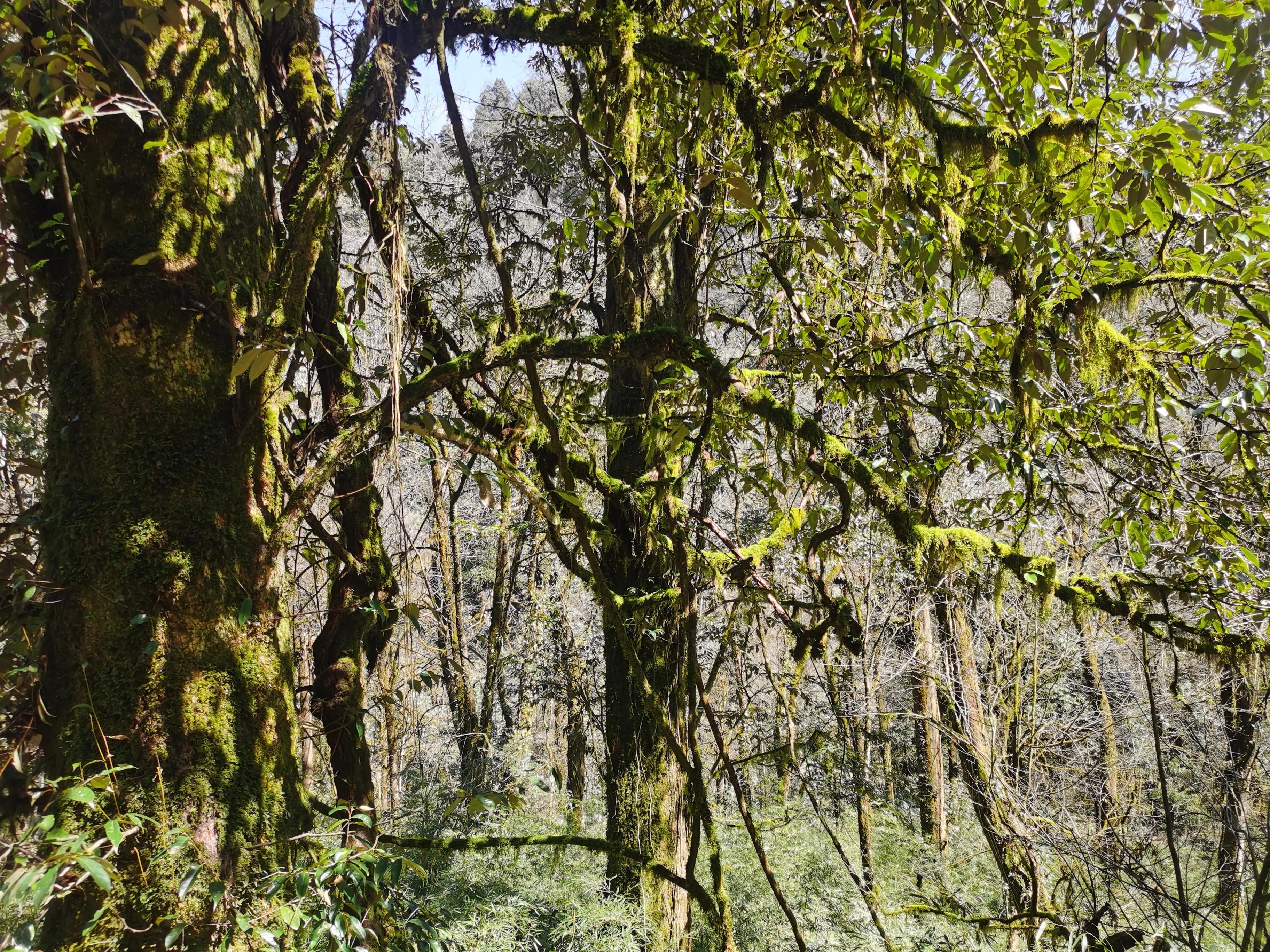 中国的百慕大,世界的黑竹沟