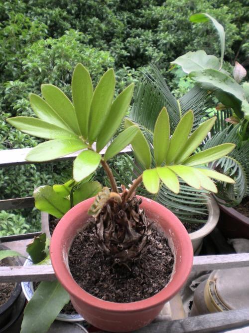 铁树养护技巧汇总！这样区分墨西哥铁树会更好！